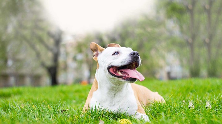 American Staffordshire Terrier