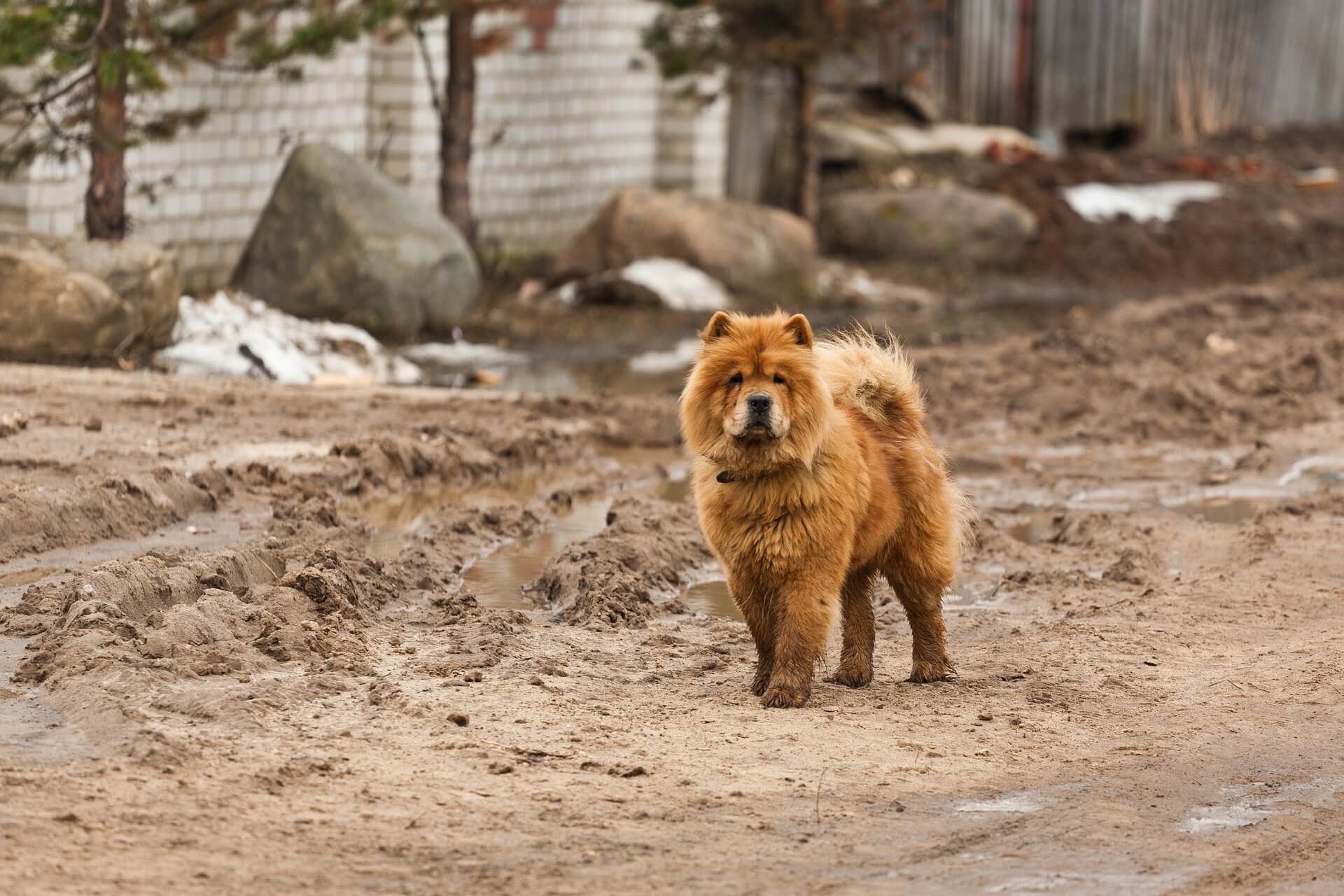 Chow-Chow