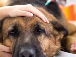 Vacinar cães: plano de vacinas para cães