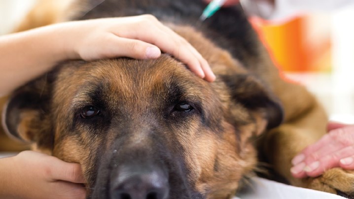 Vacinar cães: plano de vacinas para cães