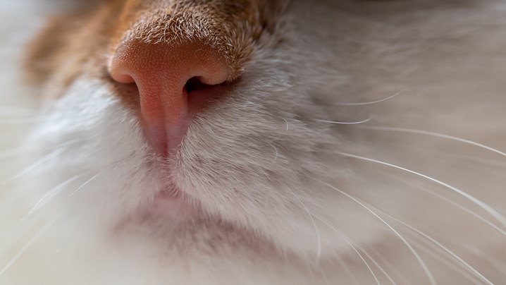 Como medir a temperatura dos gatos