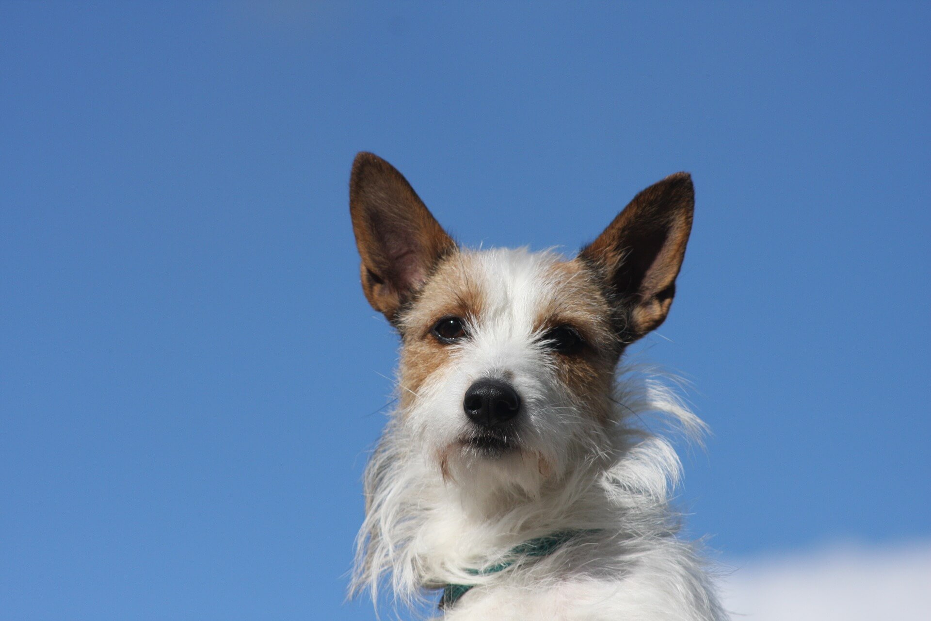 Fox Terrier e Podengo Português Pequeno