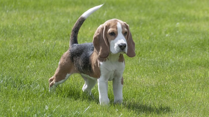 Beagle
