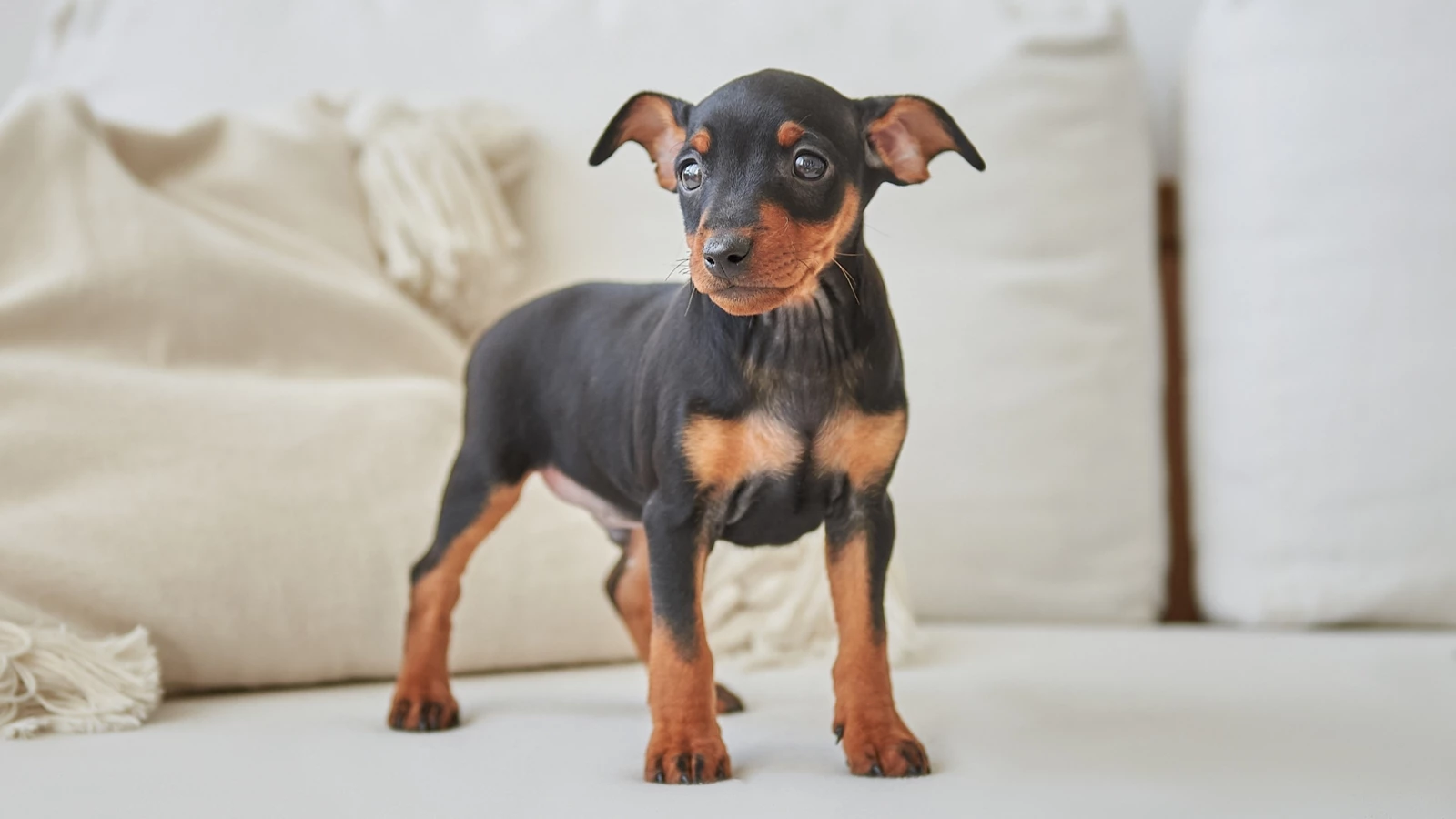 Pinscher: tudo sobre esta raça pequena | Animais | Continente