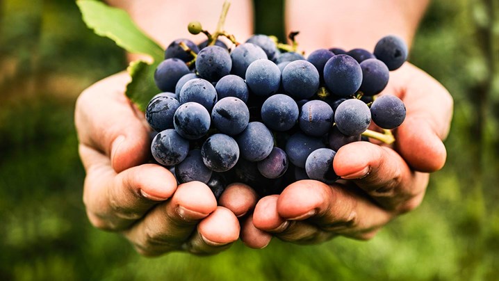 castas de vinho
