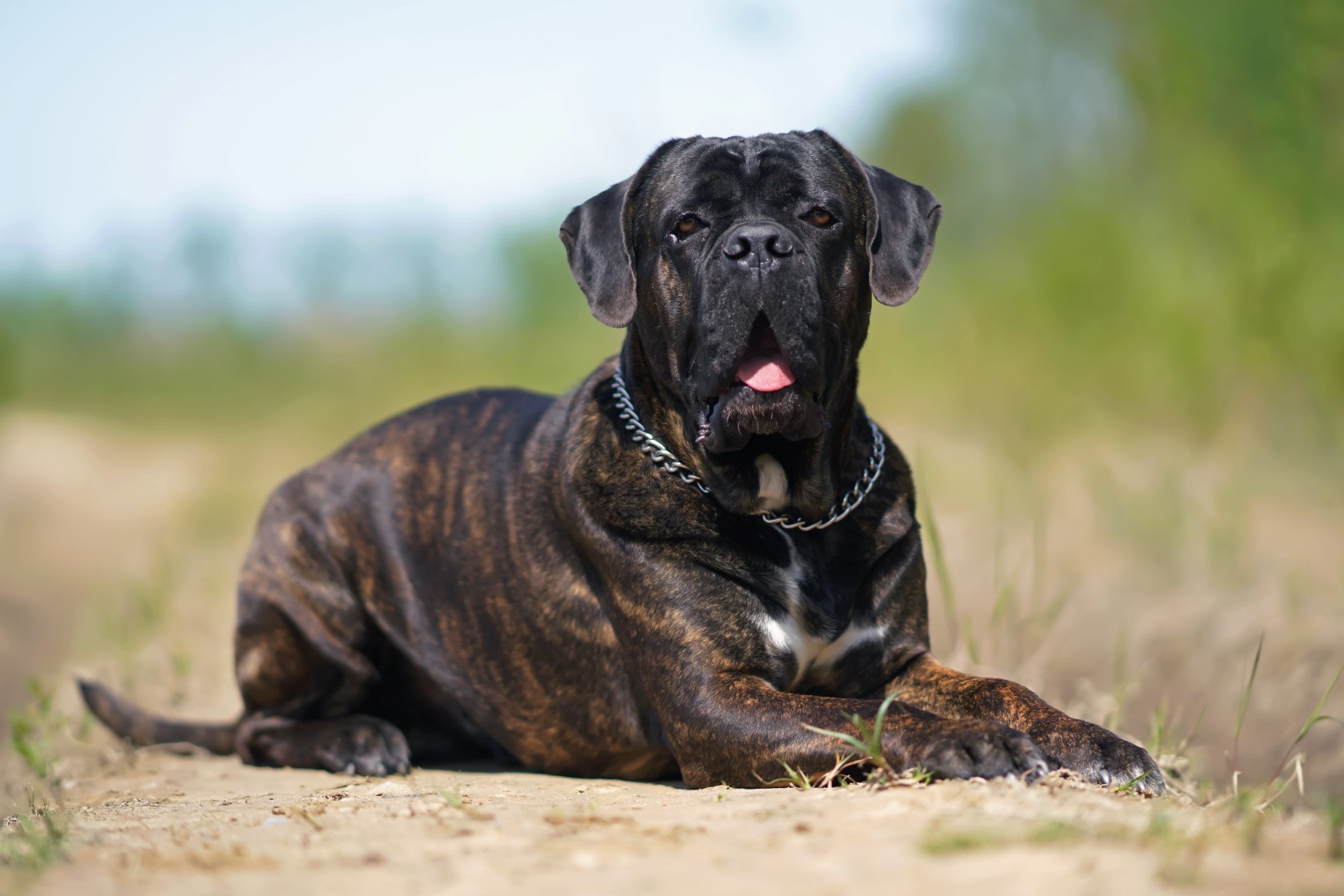 Cane Corso: lealdade, obediência e imponência, Raças de Cão