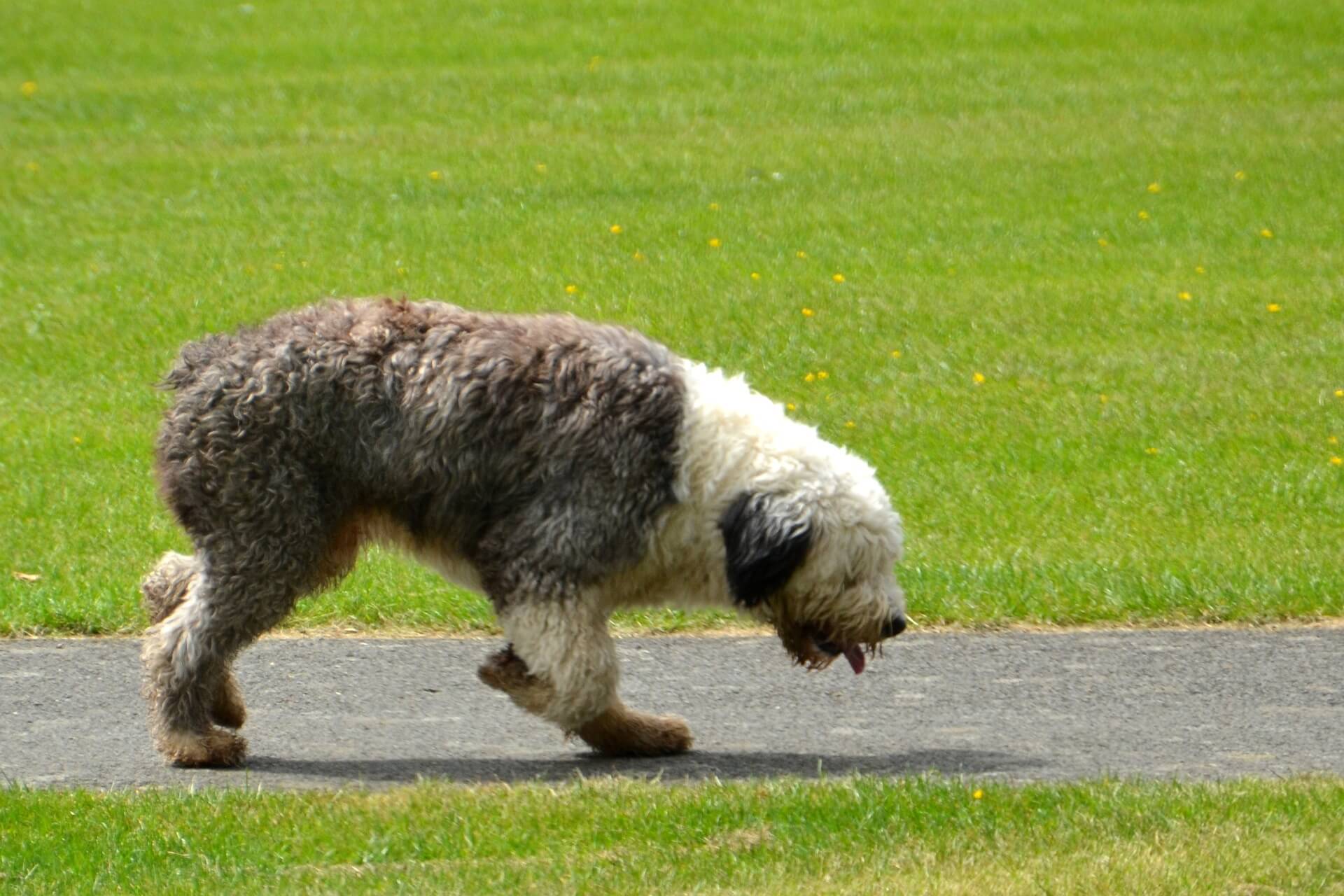 Magazine para cães: Raças de cães: Tudo sobre o Bearded collie