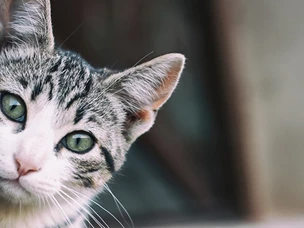 Areias para gatos