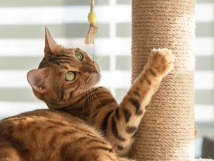 Arranhador para gatos