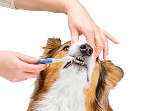 higiene bucal de cães e gatos