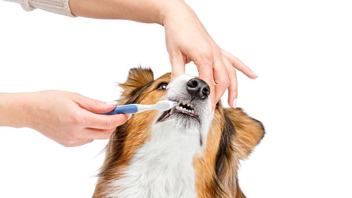 higiene bucal de cães e gatos
