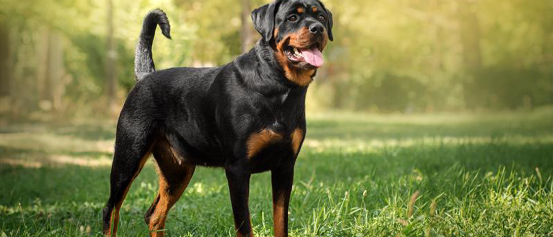 Rottweiler: personalidade e tamanho
