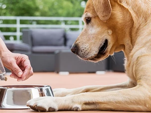 Suplementos para cães