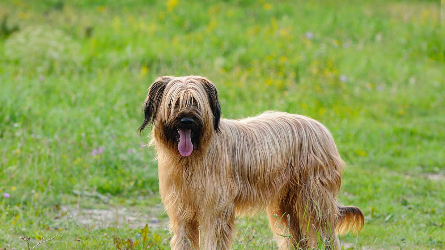 Pastor de Brie | Raças de Cão | Continente