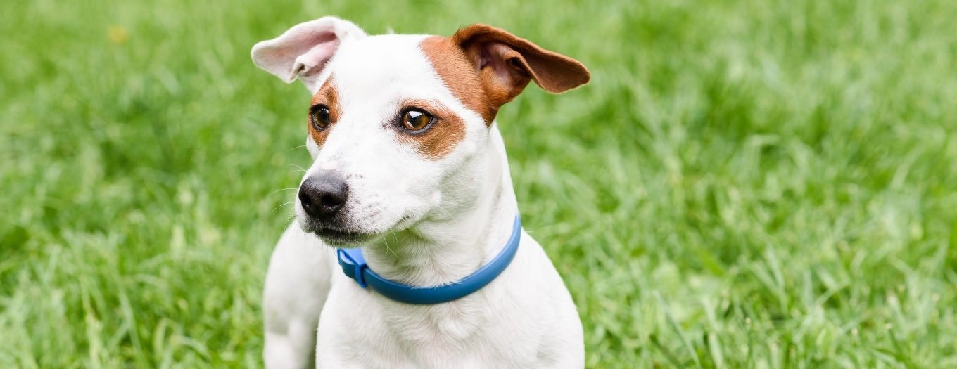 Coleira Antipulgas E Carracas