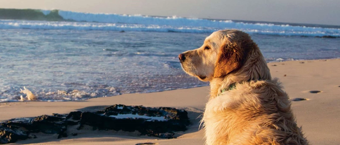 Férias com animais de estimação