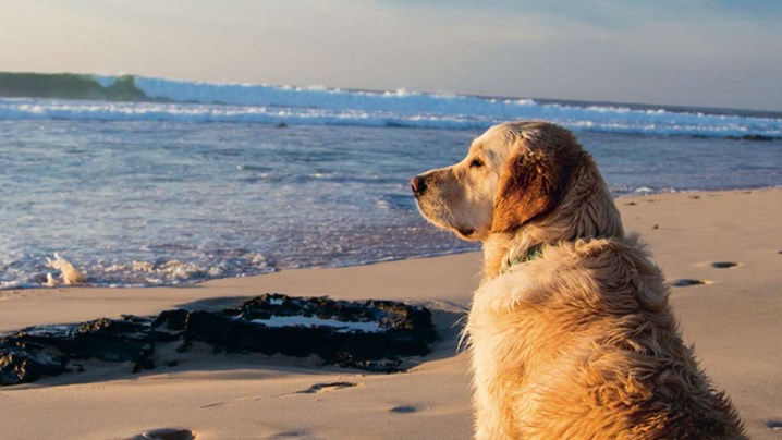 cão na praia a olhar para o mar