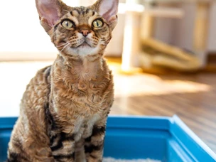 Caixa de areia gato