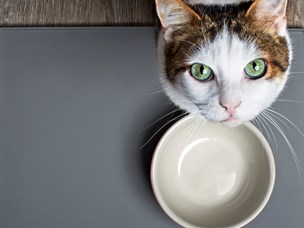 Melhor Comida Húmida Para Gatos