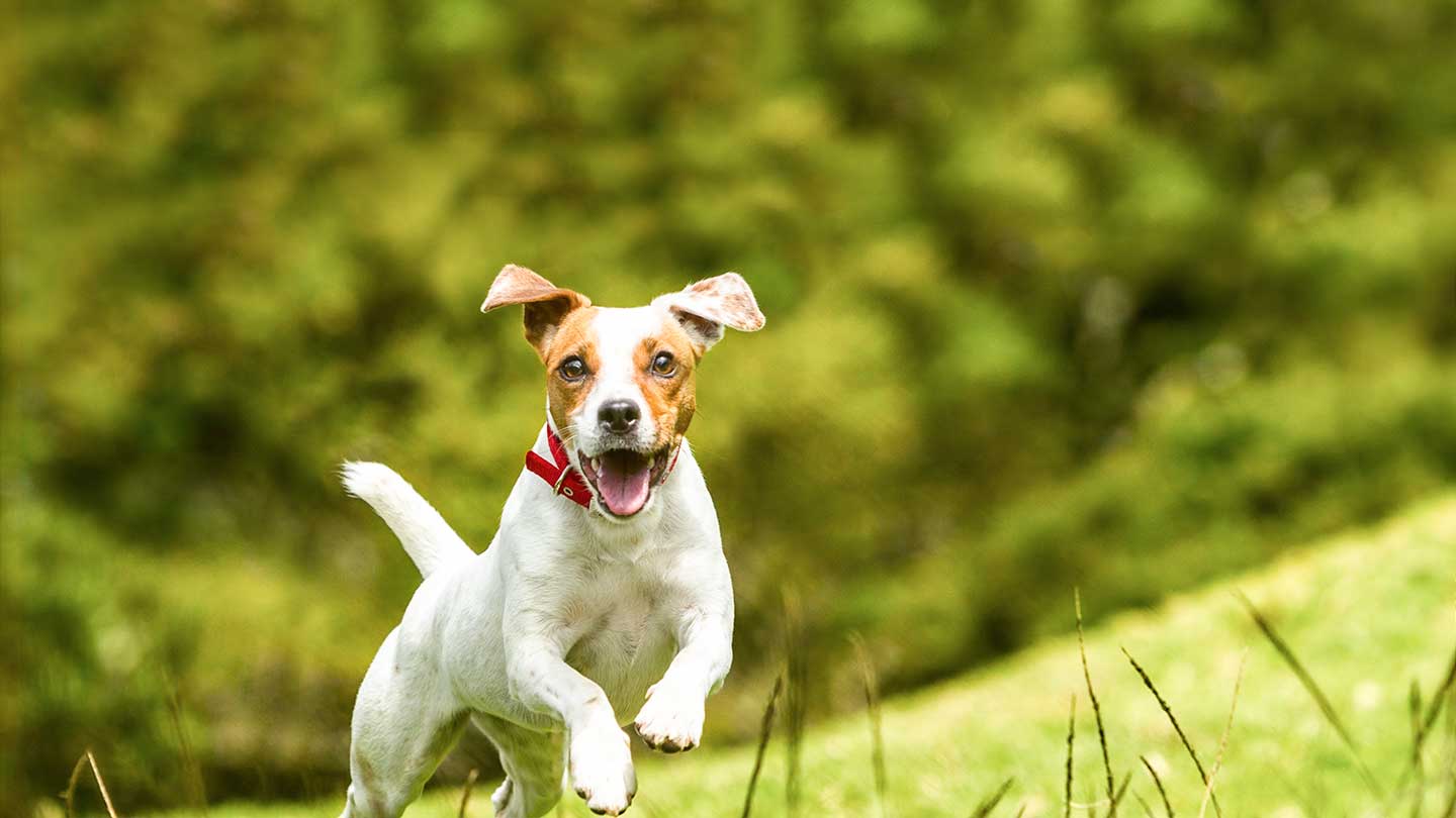Jack Russell Terrier