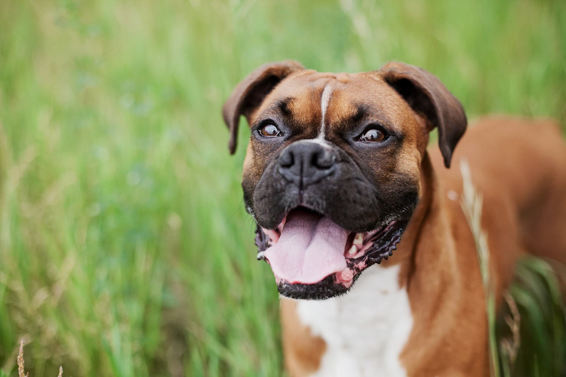 Boxer: brincalhões, agitados e inteligentes, Raças de Cão