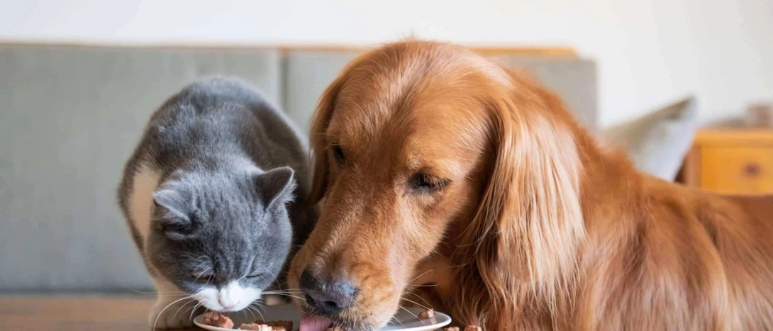 imagem de cão e gato a comerem ração