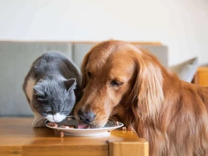 imagem de cão e gato a comerem ração