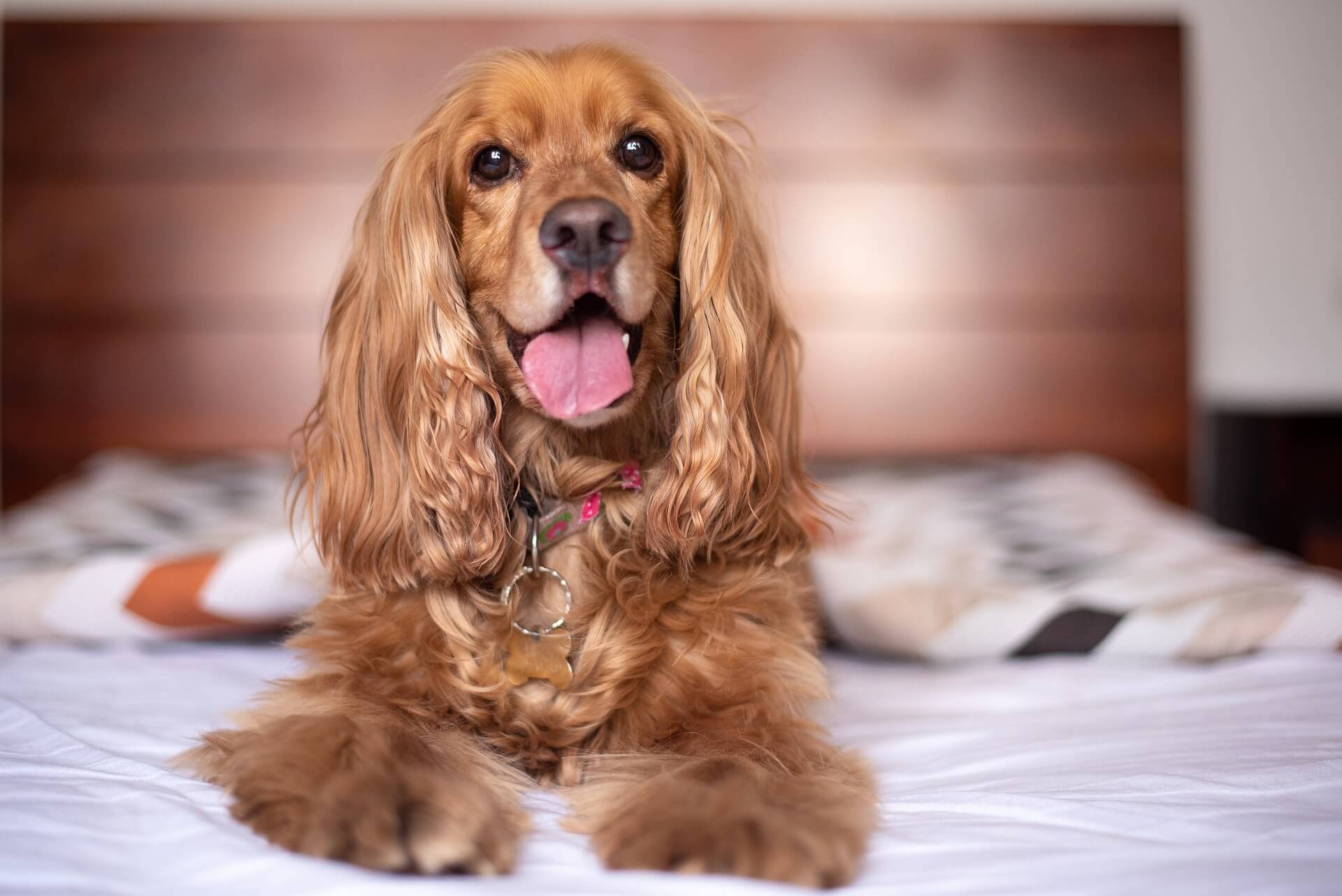 SPRINGER SPANIEL INGLÊS: características e cuidados